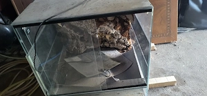 terarrium . Bild 3