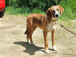 Micki sehnt sich nach dauerhaftem Zuhause Bild 3