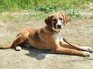 Micki sehnt sich nach dauerhaftem Zuhause Bild 4