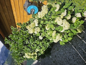 Schrebergarten Massivholzhaus   Parkplatz gegen Ablöse abzugeben Bild 5