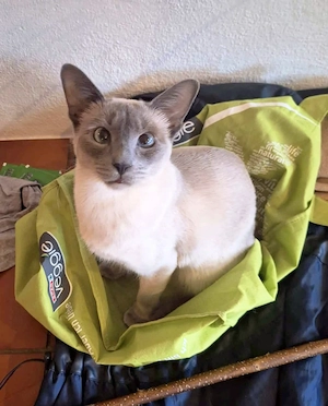 Vermisst in Hohenems Siamkatze  Bild 2