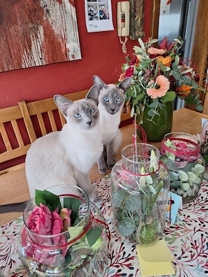 Vermisst in Hohenems Siamkatze  Bild 3