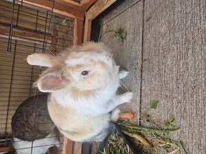 3 Löwenkopf Kaninchen  Bild 6