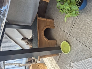 3 Löwenkopf Kaninchen  Bild 2
