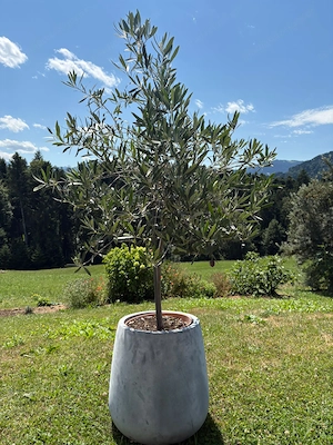 Olivenbaum