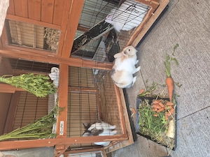 3 Löwenkopf Kaninchen  Bild 3