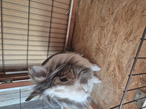 3 Löwenkopf Kaninchen  Bild 5