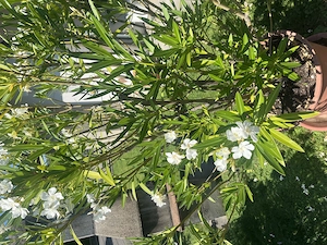 Oleander gratis  . Abholung Bild 2