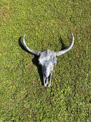 Longhorn Schädel Deko Bild 3