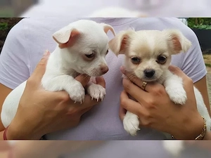 Bildhübsche reinrassige Chihuahua Babys Bild 3