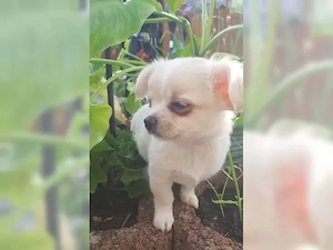 Bildhübsche reinrassige Chihuahua Babys Bild 4