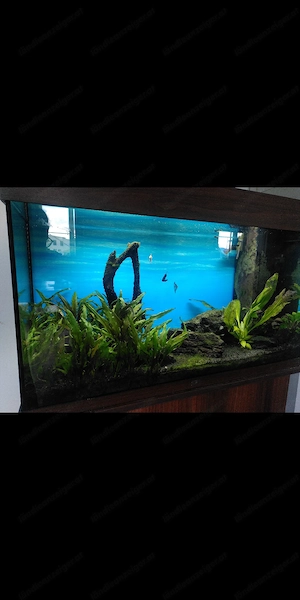 Aquarium, voll ausgestattet, inkl. Zubehör  Bild 3