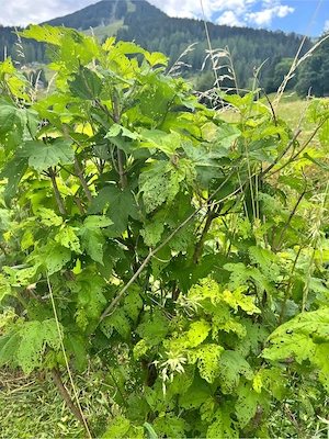 Gratis ca.13 Schneeball Hortensie  Bild 3