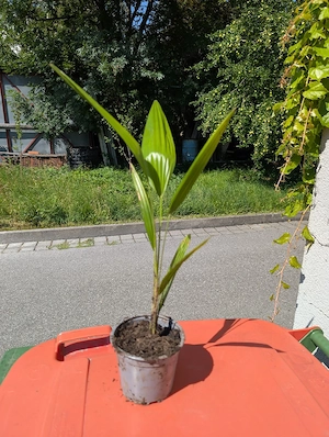 Verkaufe Chinesische Hanfpalmen Bild 2