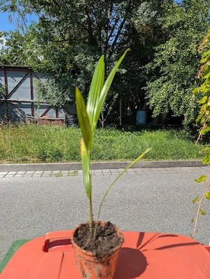 Verkaufe Chinesische Hanfpalmen Bild 4