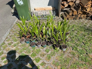 Verkaufe Chinesische Hanfpalmen Bild 3