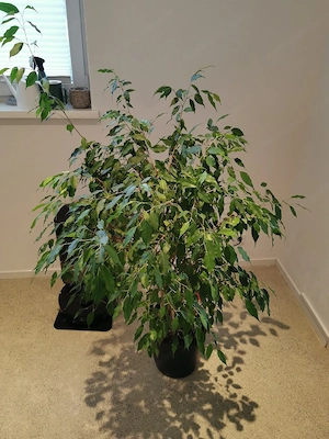 Birkenfeige   ficus benjamina Bild 2