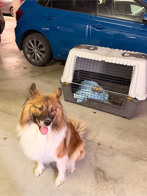 Zu verschenken: Hundebox