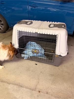 Zu verschenken: Hundebox Bild 2