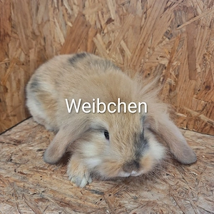 Zwergwidder  Bild 4