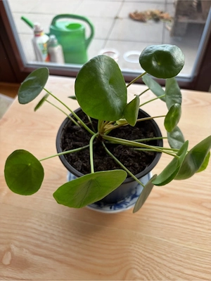 Ufopflanze - Pilea peperomioides, Chinesischer Geldbaum, Zimmerpflanze Bild 2
