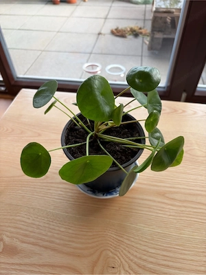 Ufopflanze - Pilea peperomioides, Chinesischer Geldbaum, Zimmerpflanze Bild 3