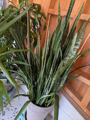Großpflanzen Mix, 4 Stück, Zimmerpflanze, Grünpflanze, Palme, Bogenhanf Bild 5