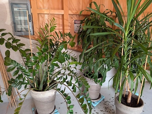 Großpflanzen Mix, 4 Stück, Zimmerpflanze, Grünpflanze, Palme, Bogenhanf Bild 3