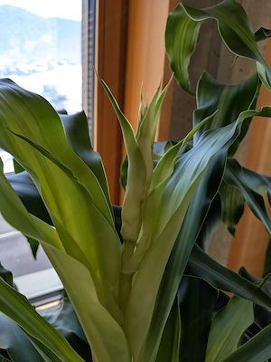 Großpflanzen Mix, 4 Stück, Zimmerpflanze, Grünpflanze, Palme, Bogenhanf Bild 6