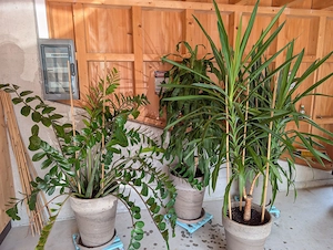 Großpflanzen Mix, 4 Stück, Zimmerpflanze, Grünpflanze, Palme, Bogenhanf Bild 4