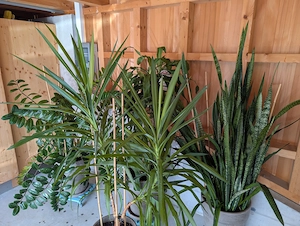 Großpflanzen Mix, 4 Stück, Zimmerpflanze, Grünpflanze, Palme, Bogenhanf Bild 2