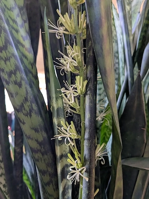 Großpflanzen Mix, 4 Stück, Zimmerpflanze, Grünpflanze, Palme, Bogenhanf Bild 7