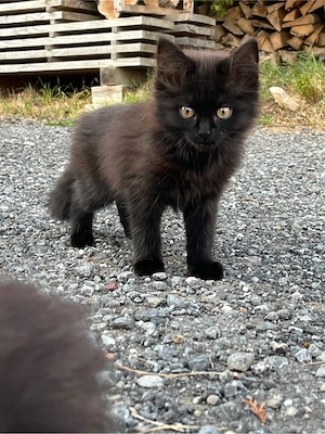 Katzenbabys Bild 3