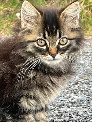 Katzenbabys Bild 2