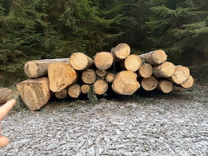 Durchforstung & Waldpflege, Holzbringung mit Seilwinde Bild 3