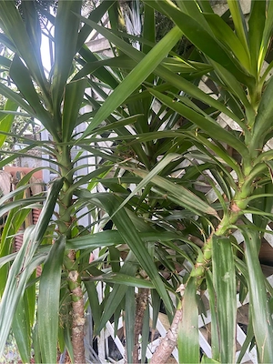 Jucca Palme Bild 2