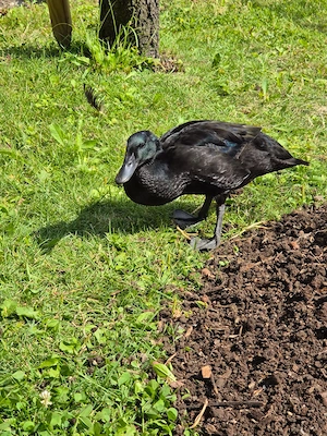 Enten zu vergeben. Bild 3