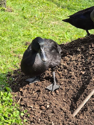Enten zu vergeben. Bild 2