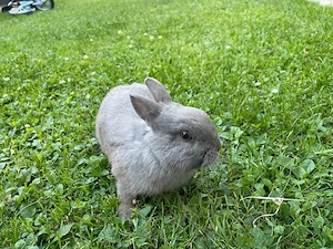 Zwergkaninchen, Hase, Farbenzwerg Reinrassig, männlich, 5 Monate alt Bild 2