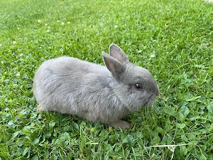 Zwergkaninchen, Hase, Farbenzwerg Reinrassig, männlich, 5 Monate alt Bild 3