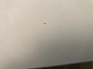 Küchentisch  zu Verschenken  Bild 5