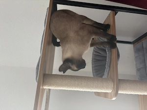 Hübscher Siam Kater 16 Monate sucht neues Zuhause Bild 2