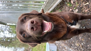     Gelegentliche Hundebetreuung gesucht   Spaziergänge & Urlaubsbetreuung