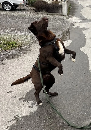     Gelegentliche Hundebetreuung gesucht   Spaziergänge & Urlaubsbetreuung Bild 2