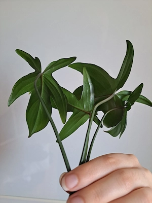 Philodendron Pedatum Ableger Bild 2