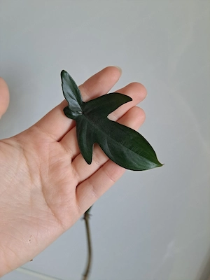 Philodendron Pedatum Ableger Bild 4