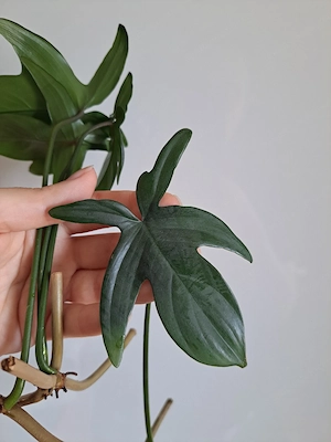 Philodendron Pedatum Ableger Bild 3