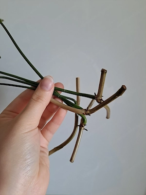 Philodendron Pedatum Ableger Bild 5
