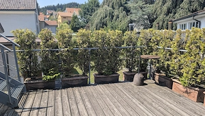 Thuja Terrakotta Trog Sichtschutz Blumentrog Pflanzentrog Bild 3