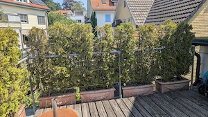 Thuja Terrakotta Trog Sichtschutz Blumentrog Pflanzentrog Bild 4